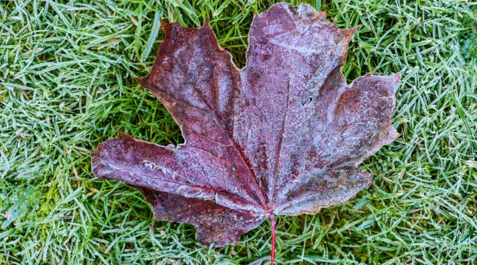 How to Find Your Last Frost Date