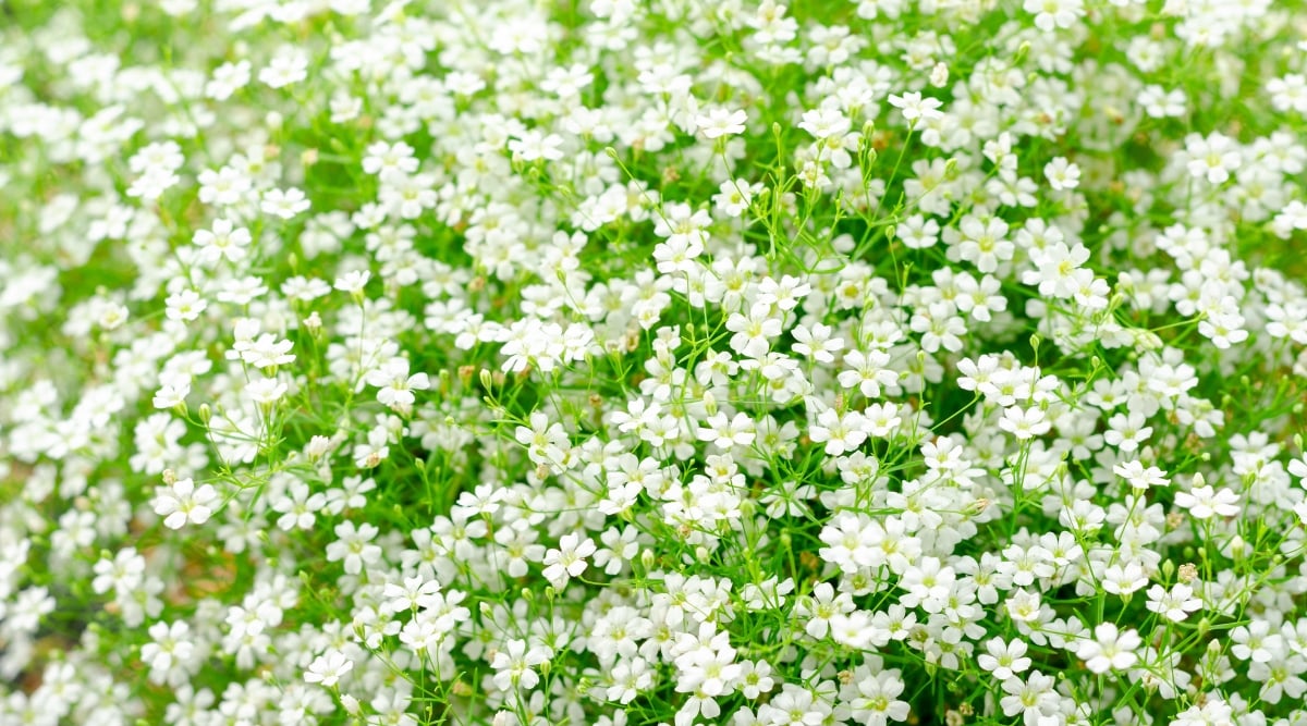 A profusion of white flowers contrasts beautifully with lush green leaves, creating a serene floral arrangement. Sunlight gently kisses the petals, casting a warm glow on the intricate details of the plant.