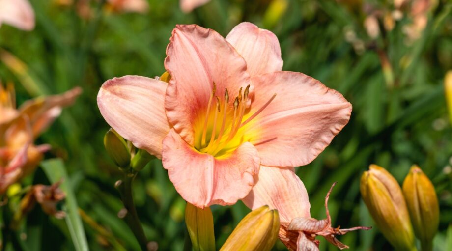 63 Beautiful Daylily Varieties for Your Garden