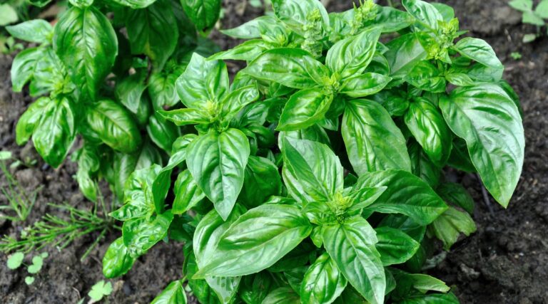 Basil Fortuin 19 Types of Flavorful Basil for Your Garden