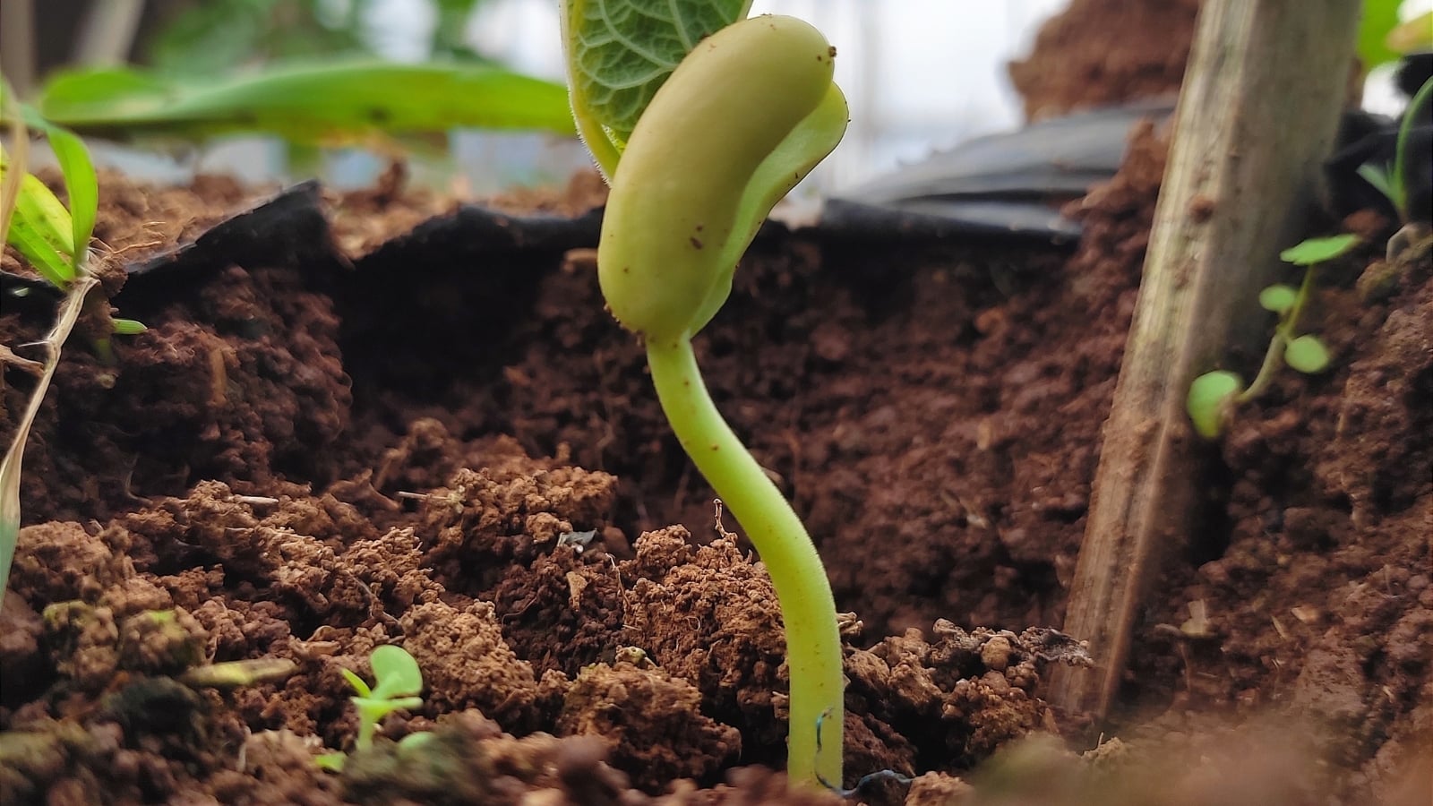 A close-up displays a green bean seedling emerging from rich brown soil, symbolizing growth and vitality in nature. The seed's outer shell splits open, revealing the tender sprout beginning its journey towards the sunlight.