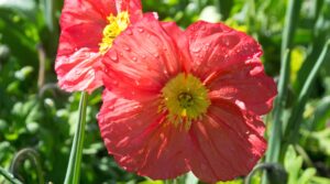 Small Scarf  Island Poppies main image 1