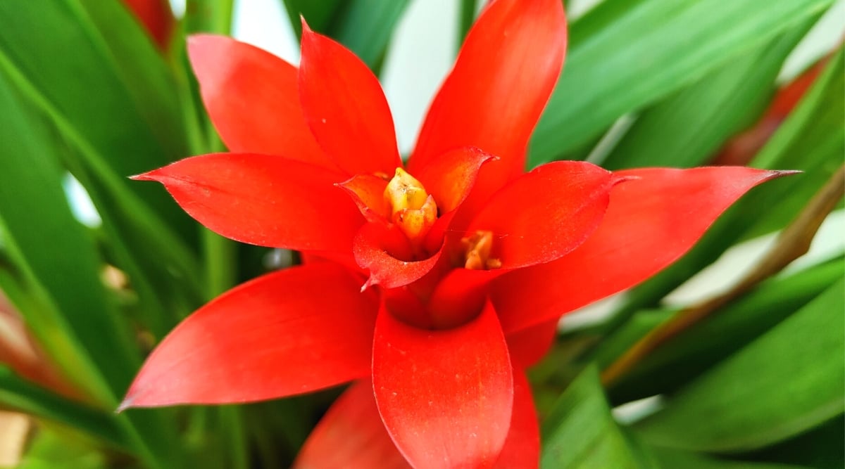 A red Guzmania flower captivates with its intricate layered petals, showcasing nature's exquisite design. The blurred background gracefully unveils long, lush leaves, providing a harmonious contrast that accentuates the flower's radiant beauty.