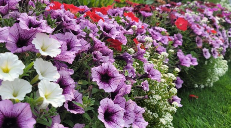 HOW TO START YOUR OWN FLOWER GARDEN intelligence overview