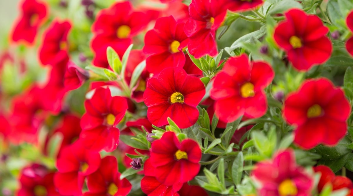 A cascade of velvety, deep red million bells blossoms spills across the frame, their ruffled petals basking in the spotlight. Sun-kissed yellow centers peek mischievously from within, like tiny embers nestled amidst the crimson sea. Blurred greenery forms a gentle backdrop, hinting at the lush haven beyond the vibrant bloom.