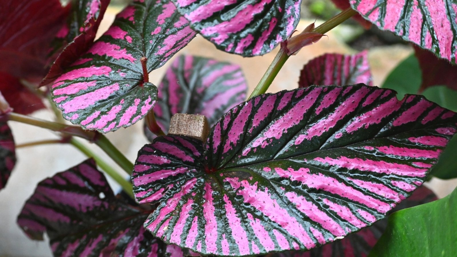 Rex Begonia leaves in close-up, featuring a rich purple hue adorned with broad, deep green veins. The glossy surface of the leaves reflects the sunlight, creating a captivating play of light and shadow.