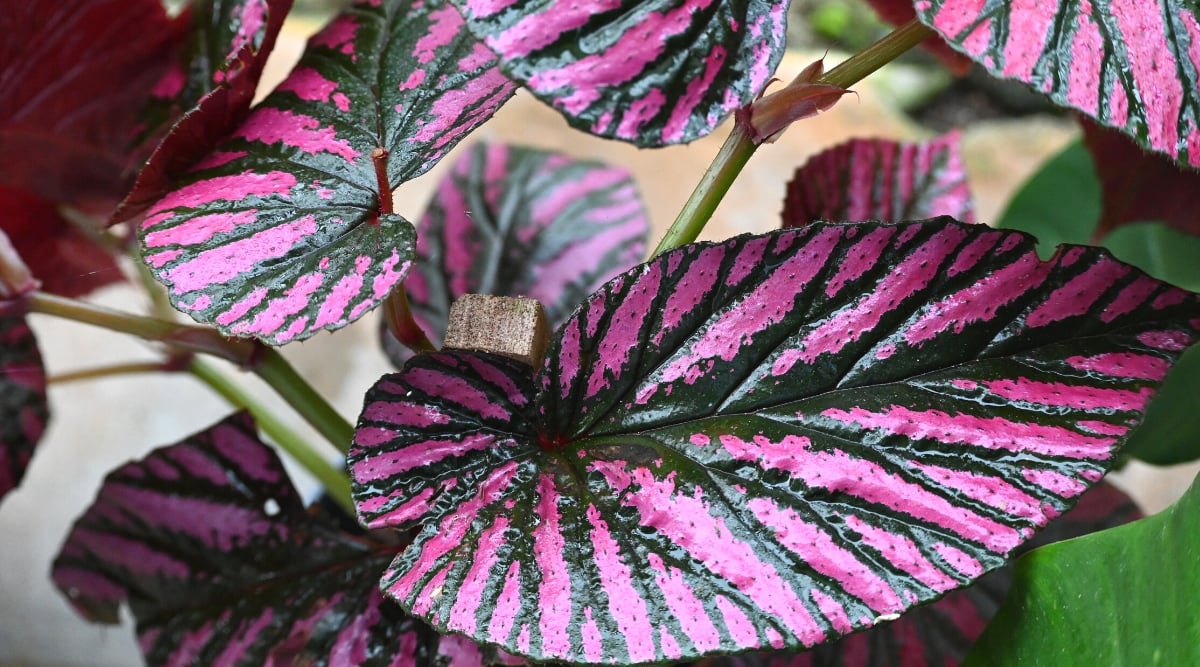Rex Begonia leaves in close-up, featuring a rich purple hue adorned with broad, deep green veins. The glossy surface of the leaves reflects the sunlight, creating a captivating play of light and shadow.