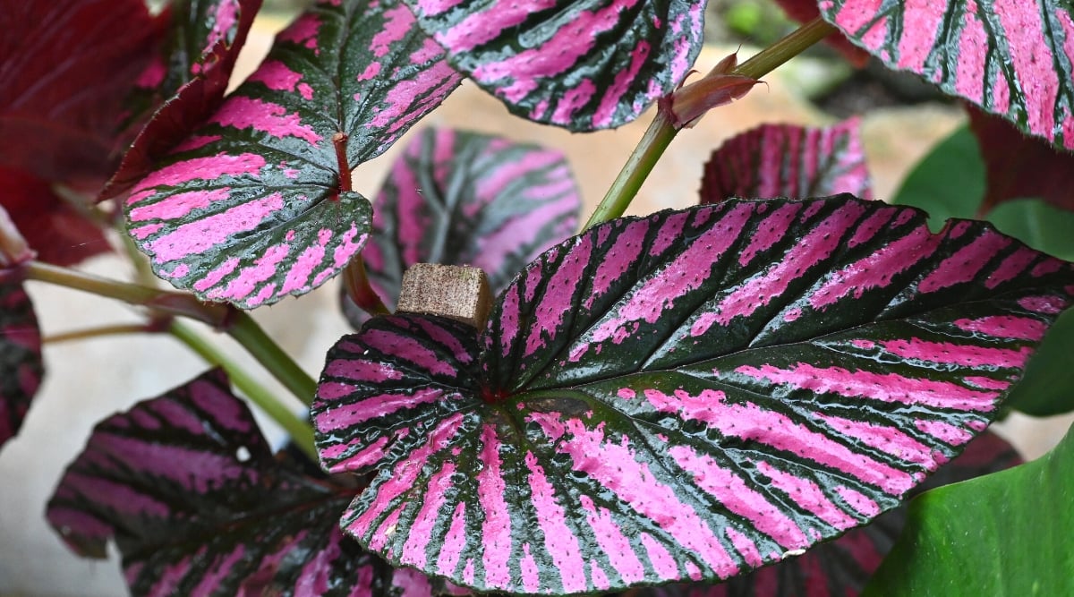 Rex Begonia leaves in close-up, featuring a rich purple hue adorned with broad, deep green veins. The glossy surface of the leaves reflects the sunlight, creating a captivating play of light and shadow. 
