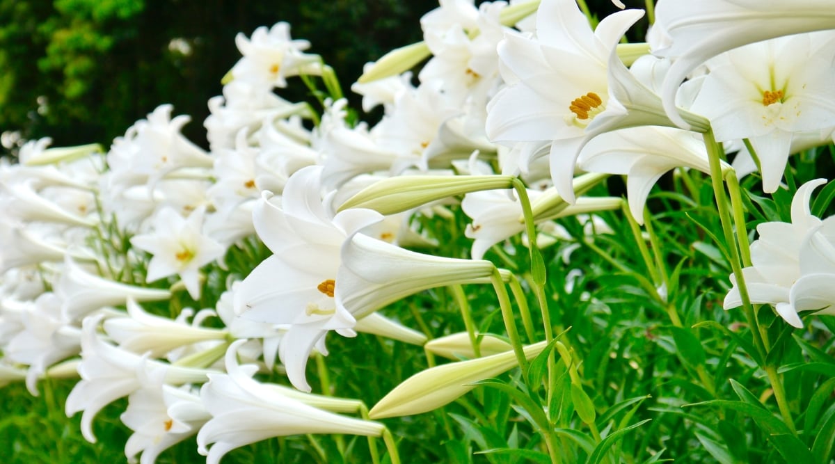 A close-up of the exquisite beauty of blooming lily plants. The pure white flowers of the lilies radiate elegance and purity, gracefully complemented by lush green leaves and stems. This scene reveals the intricate details of nature's delicate masterpiece in full bloom.
