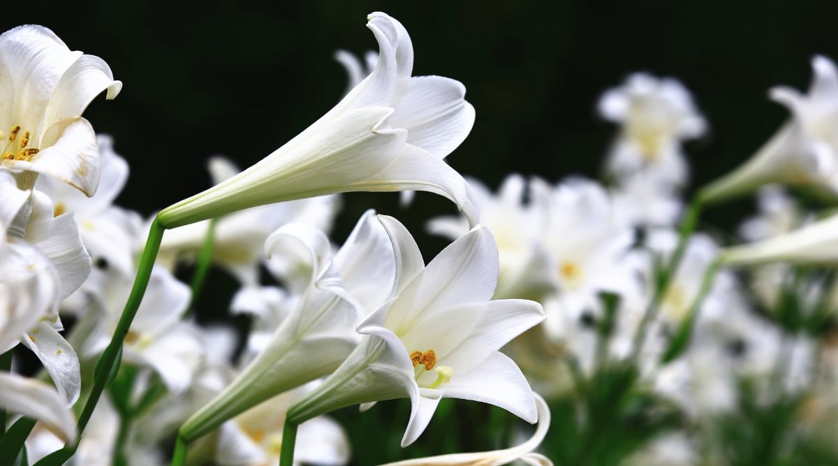A close-up capturing the intricate details of the plant. Delicate white petals gracefully unfurl, revealing golden stamens in the center. The lush green foliage forms a captivating backdrop, highlighting the purity and beauty of the blossoms.