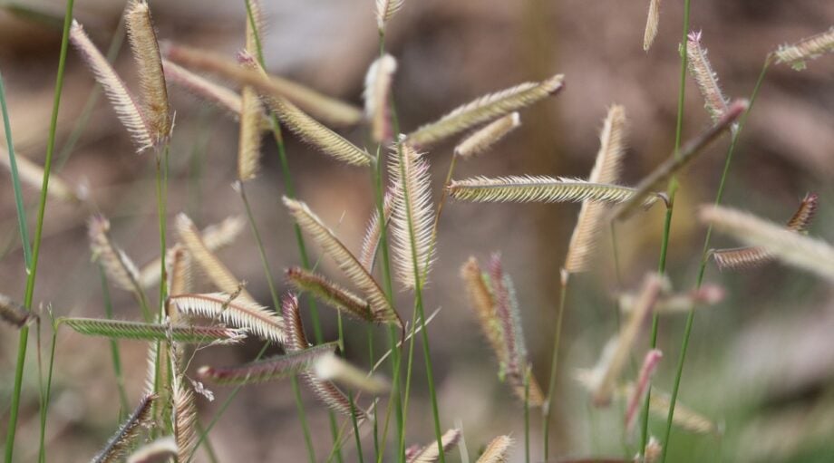 Beautiful view of Can Dogs Have Blue Grama Grass