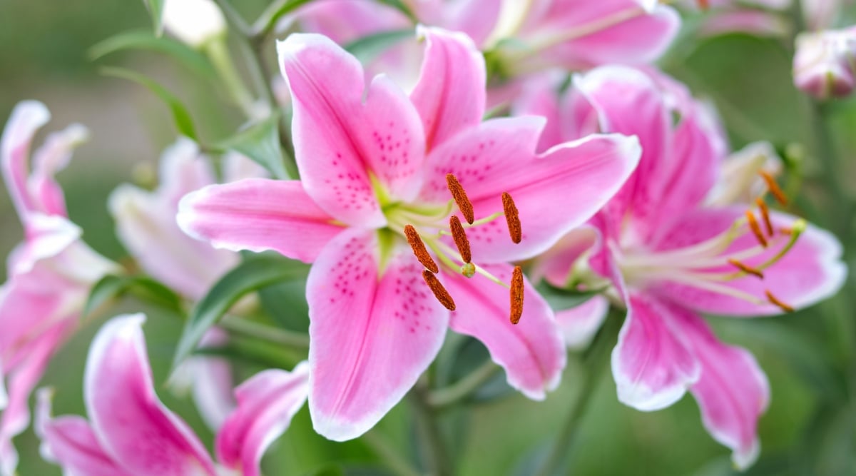 A cluster of the 'Elegant Lady' plant showcases its graceful pink blossoms, each petal unfolding in a display of natural beauty. The vivid pink hues complement the lush green leaves that are securely attached to the stem, enhancing the overall visual appeal.
