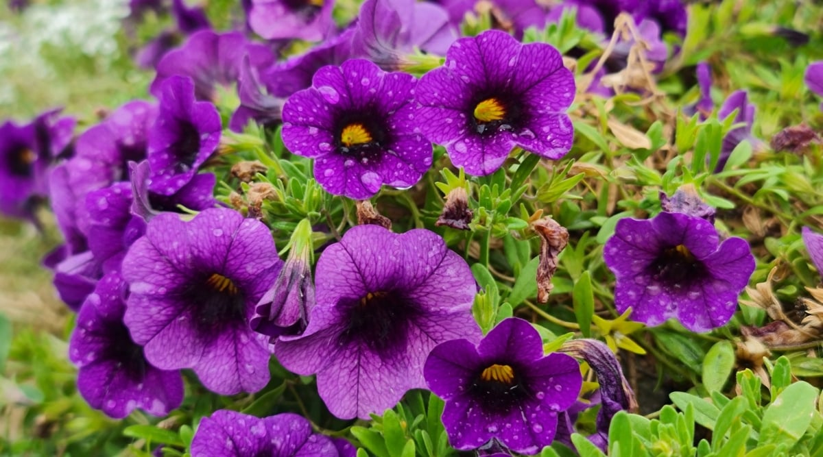 Close-up of 'Superbells Blue' Calibrachoa flowers, their velvety petals adorned with diamond-like dewdrops. Intricate veins, traced in deeper purple, weave through the blooms, adding a touch of mystery to their vibrant charm. The delicate flowers bask in the morning light, their petals gently unfurling to reveal their vibrant color.