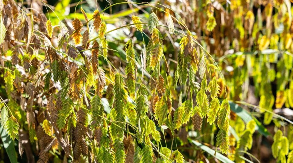 11 Best Ornamental Grasses for Shade