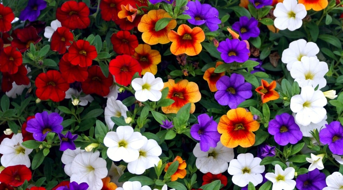 This close-up captures the vibrant beauty of a mass of Calibrachoa flowers. Their delicate petals come in a variety of shades, including red, purple, white, and orange with some blooms even bi-colored, adding to the visual interest. Tiny green leaves provide a subtle contrast to the bright blossoms.