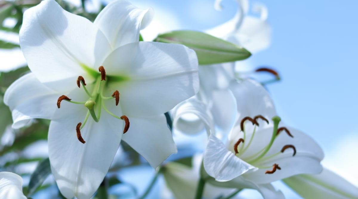 A close-up of the exquisite 'White Elegance' reveals its pristine white flowers, exuding an aura of purity and grace. Against a backdrop of a clear blue sky, the blooms stand out in timeless elegance, casting a serene and captivating presence in the surrounding atmosphere.
