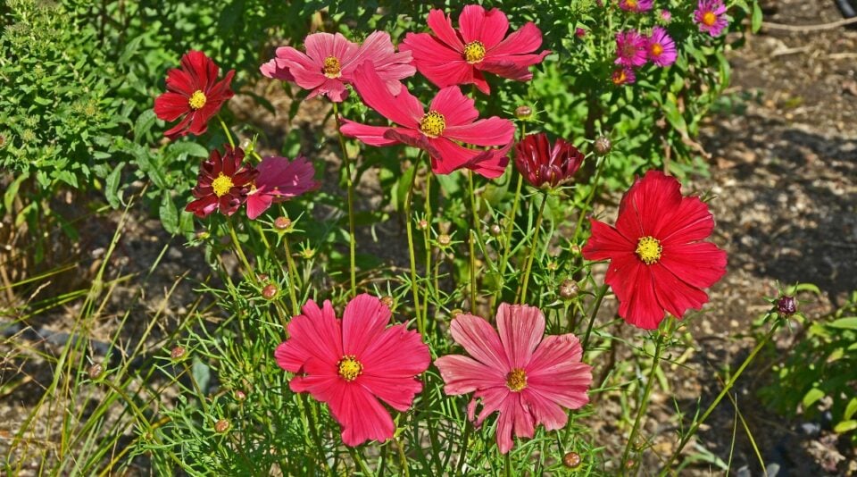 Serene Cosmos Rubenza Capture Art Serene Cosmos Rubenza Capture Art