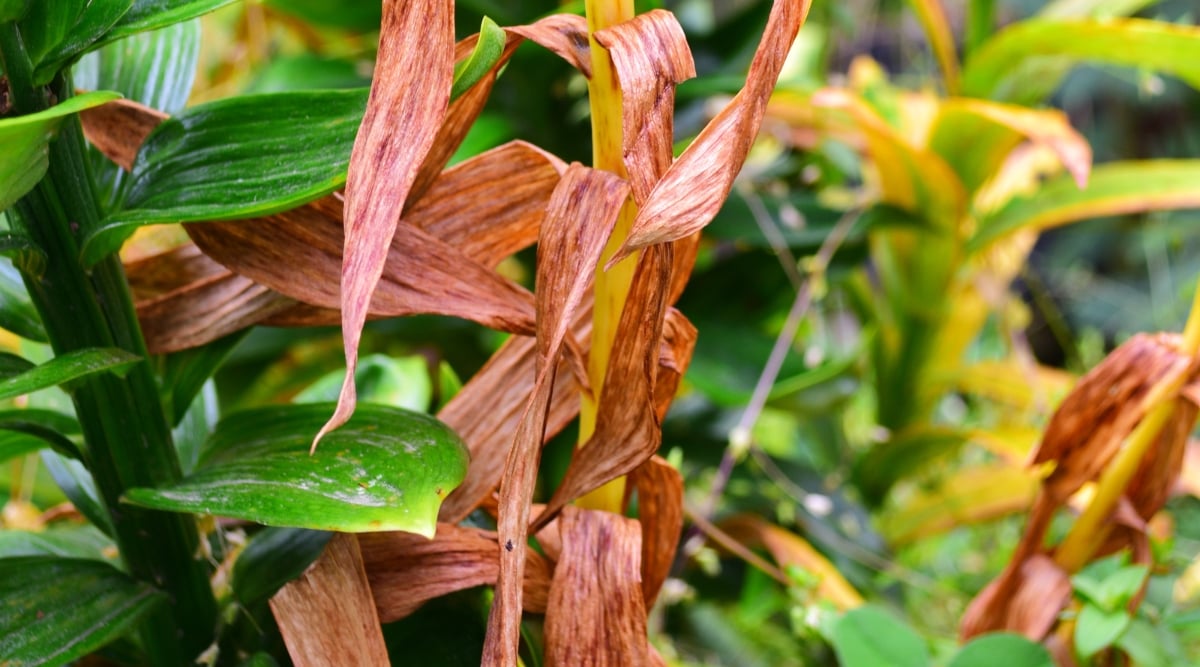 A close-up of the Easter lily plant which succumbs to the impact of Botrytis, evident in the withering brown leaves and stem. The once vibrant foliage now wears a somber, muted palette, highlighting the relentless grip of this plant disease on the botanical beauty.
