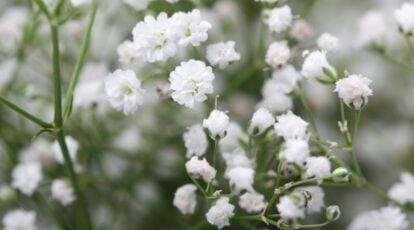 A close-up reveals delicate white baby’s breath flowers resembling fluffy cotton balls, evoking a sense of purity and innocence. Green stems gracefully complement the blossoms, providing a striking contrast against the soft, cloud-like petals.