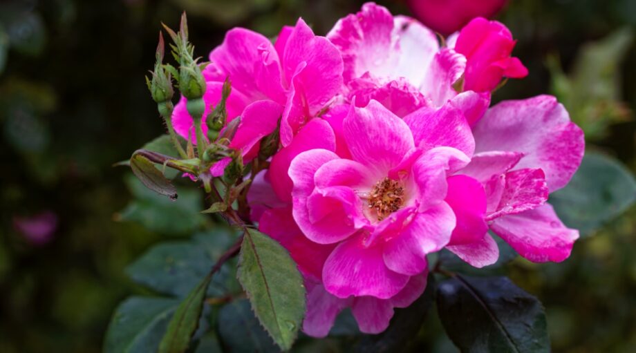 Can you Grow Roses from Seed?