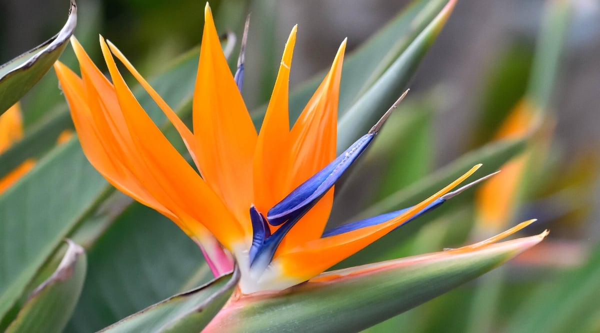 Yellow and blue Bird of Paradise flower in close-up, showcasing intricate details and contrasting hues. The blurred background features lush, oversized leaves, providing a natural and dynamic backdrop to the elegant floral subject.
