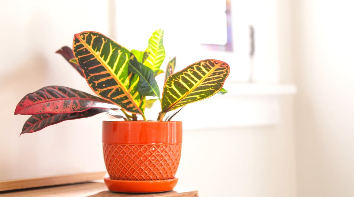 Vibrant croton leaves showcase a palette of green, yellow, and red hues, thriving gracefully within the confines of an eye-catching orange ceramic pot. The blurred background reveals a serene white window.
