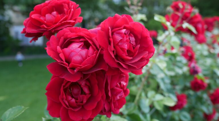 21 Most Beautiful Roses for Valentine's Day