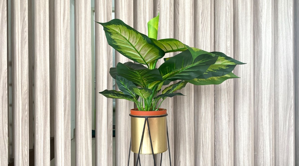 A golden metallic pot elegantly cradles a healthy dumb cane plant, showcasing its lush, large leaves in varying shades of green and deep green. The gray wooden panels behind the pot create a subtle backdrop, enhancing the plant's natural beauty.