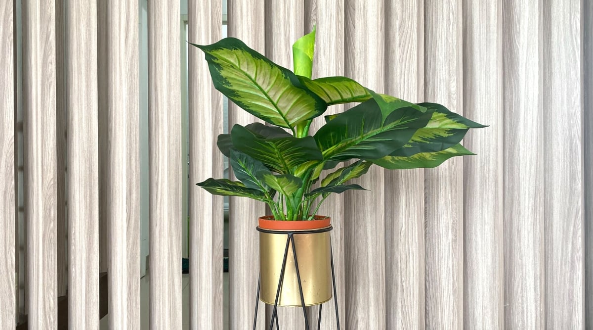 A golden metallic pot elegantly cradles a healthy dumb cane plant, showcasing its lush, large leaves in varying shades of green and deep green. The gray wooden panels behind the pot create a subtle backdrop, enhancing the plant's natural beauty.
