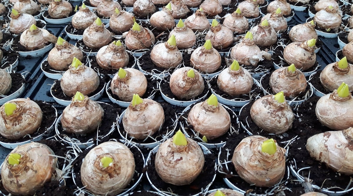 A cluster of lily bulbs, showcasing their creamy-white, elongated shapes. Nestled tightly within the confines of a greenhouse, these bulbs promise the emergence of delicate blooms. Placed in compact pots, their potential is anchored in rich, dark soil.
