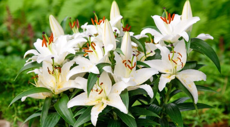 How to Plant, Grow, and Care for Easter Lilies
