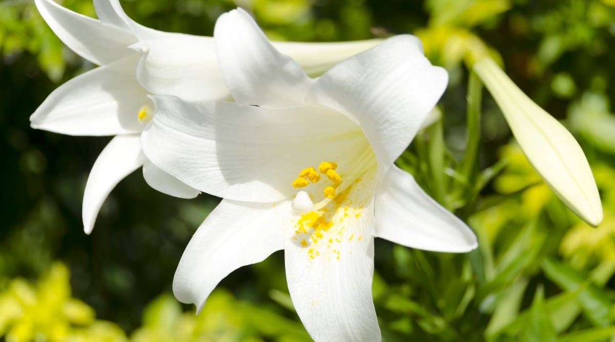  The pure white flowers gracefully cling to their sturdy stems, bathed in the warmth of direct sunlight. In the blurred backdrop, vibrant green grasses complement the pristine beauty of the lily.
