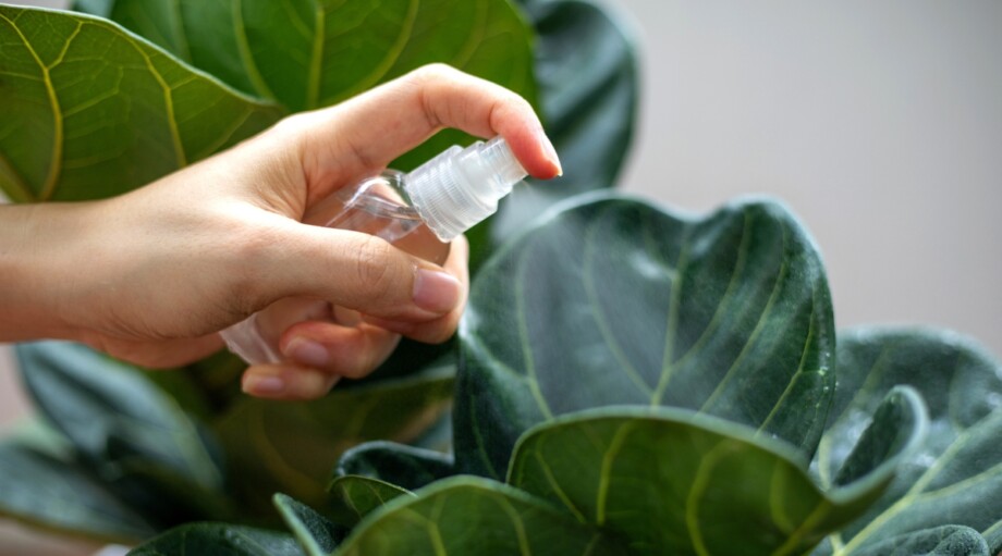 How To Repot Fiddle Leaf Fig In 4 Steps