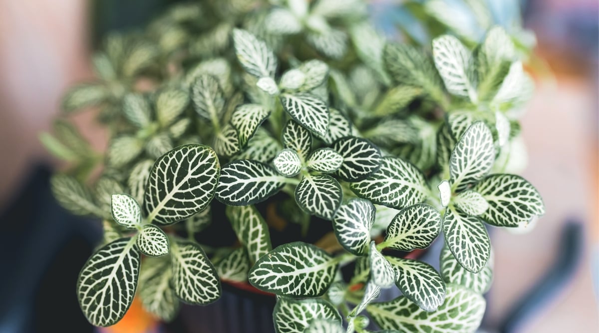 A close-up of nerve plant leaves, revealing their intricate details. The small leaves boast a deep green hue, accentuated by striking white veins that form a mesmerizing pattern. This intricate combination showcases the plant's elegant natural design.