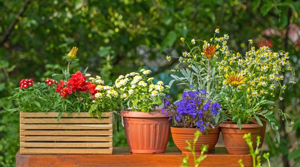 29 Beginner Tips for Growing Plants in Pots and Containers