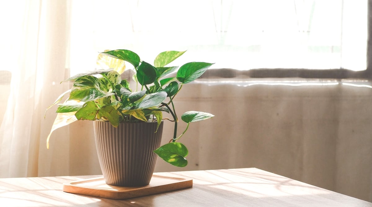 On a coffee table sits a small brown pot containing a pothos plant. The lush green leaves gracefully cascade down. In the background, a window with translucent white curtains allows soft, diffused sunlight to filter into the room.
