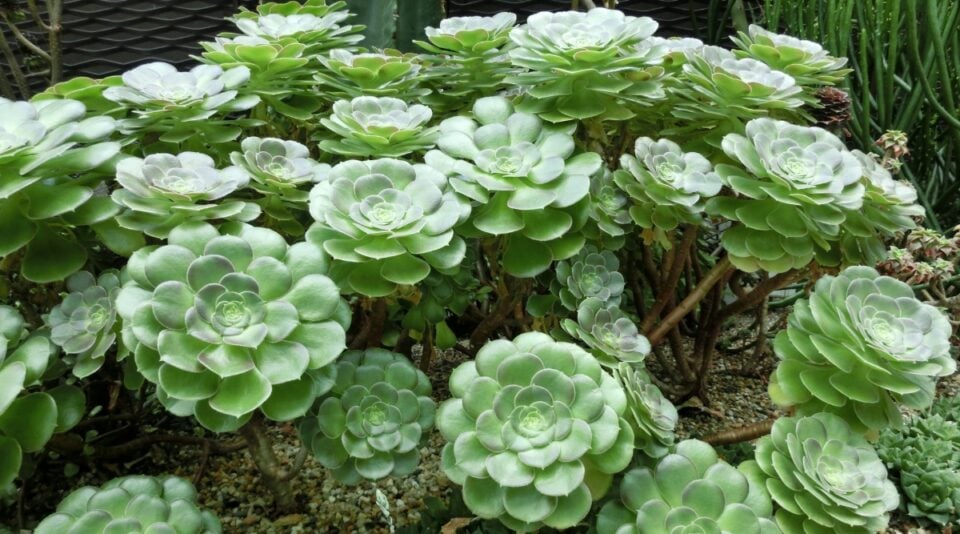How Much Light do Succulents Need?