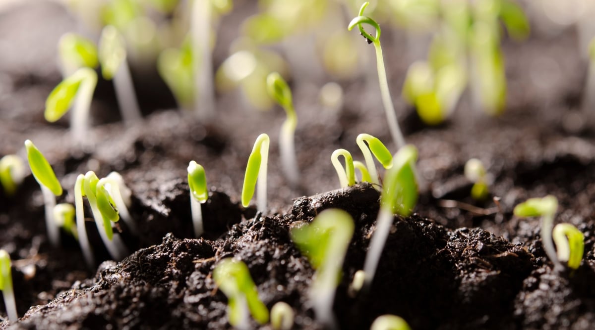 A close-up of baby’s breath seedlings peeking through rich, dark soil, basking in warm sunlight. Tiny green shoots signal new life, while leaves have yet to unfurl, promising future growth and delicate beauty in nature's embrace.