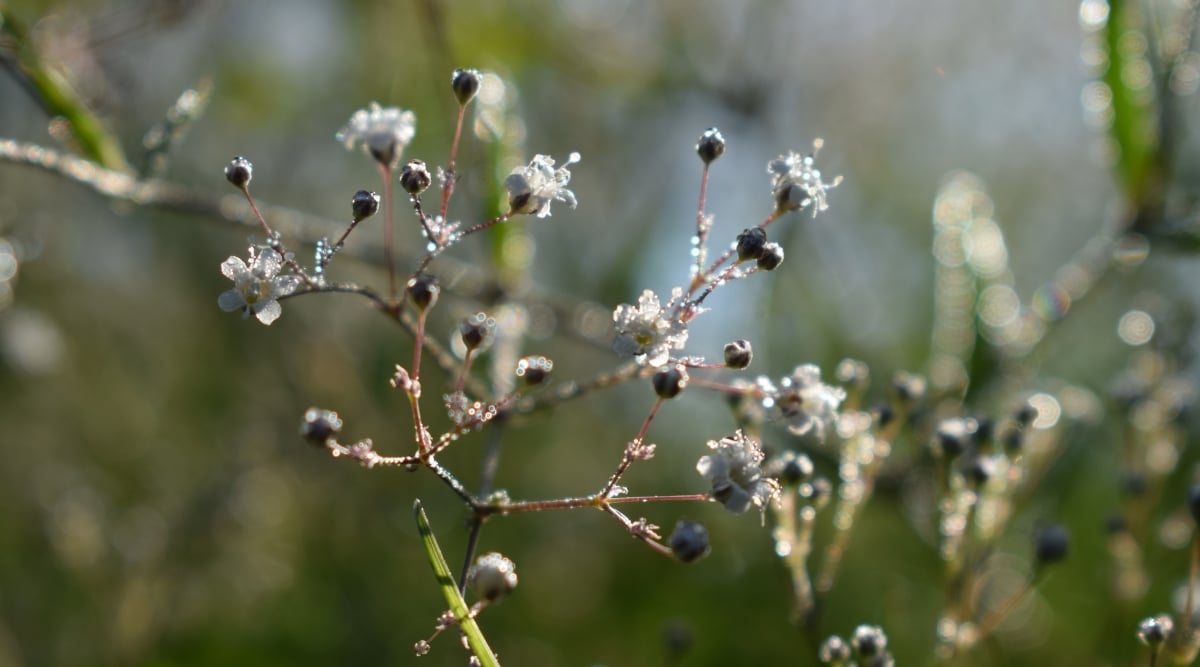 A close-up reveals slender branches of baby’s breath adorned with delicate white flowers and dark buds. The intricate details showcase the powdery mildew that delicately dusts the flowers and branches.