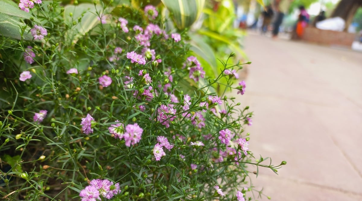 A 'flamingo' plant thrives in a garden, showcasing delicate, airy stems and green foliage. Graceful purple flowers bloom on the 'flamingo' plant, creating a striking contrast against the green backdrop.