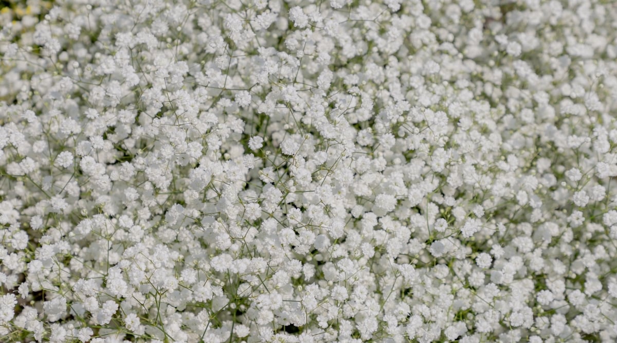 A profusion of 'snowflake' flowers, creating a gentle, ethereal ambiance. Each tiny blossom, resembling miniature snowflakes, adds a touch of whimsy and elegance to the overall composition.