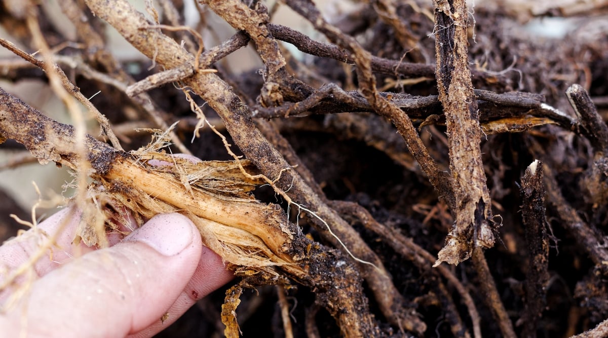 A close-up of fingers carefully grasping a stripped tree root, highlighting its intricate textures and natural patterns. The exposed root reveals signs of decay, indicating the presence of root rot, a common ailment affecting trees worldwide.