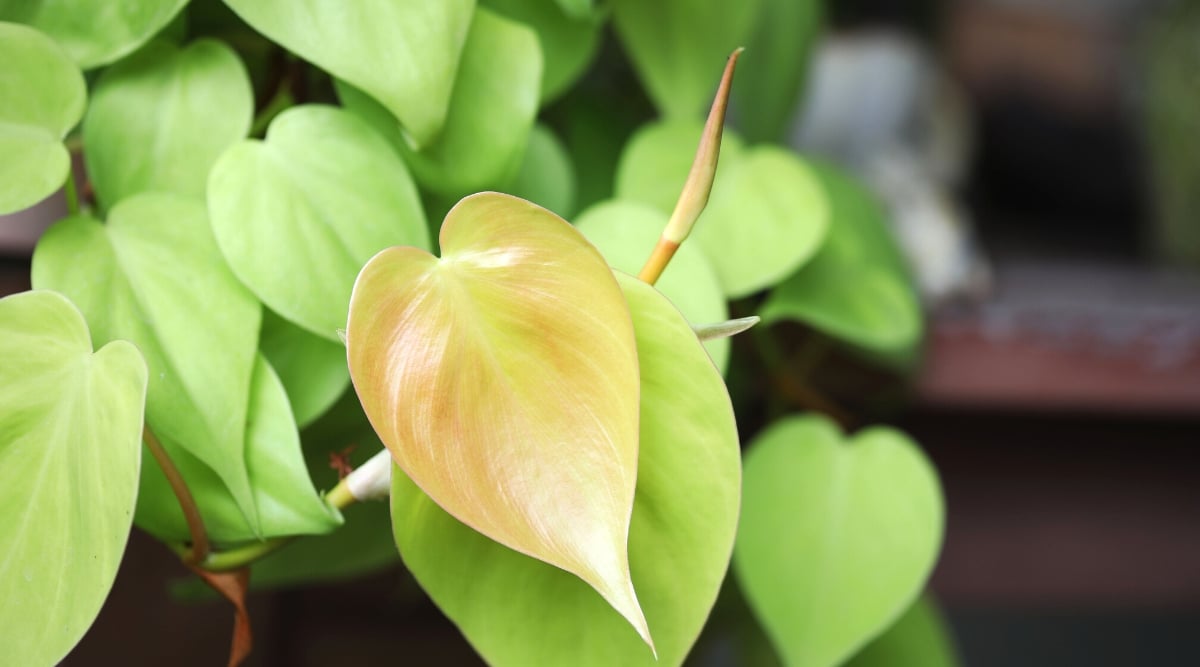 A close-up of a heartleaf philodendron leaf reveals intricate details, showcasing a subtle shade of brown that adds warmth to its surface. In the background, green heartleaf philodendron leaves create a harmonious contrast.