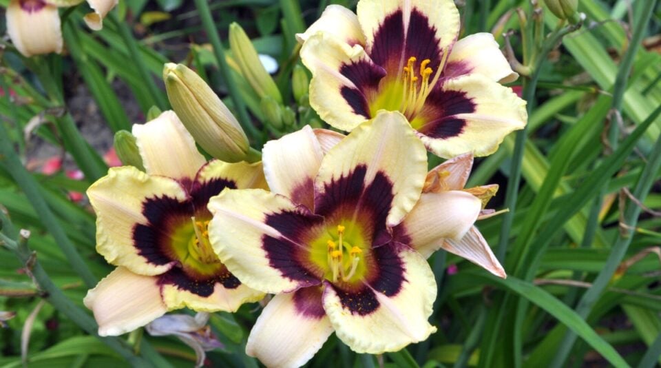 63 Beautiful Daylily Varieties for Your Garden