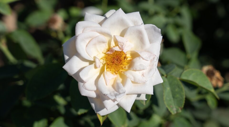 21 Most Beautiful Roses for Valentine's Day