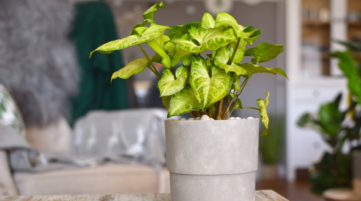 A vibrant Arrowhead Vine, with heart-shaped leaves, thrives in a stylish gray pot on a tabletop. Placed against a blurred living room backdrop, the Arrowhead Vine adds a touch of nature to the indoor space.