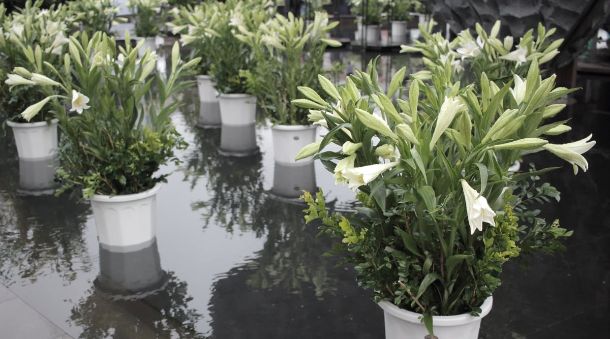 In a waterlogged garden area, white pots hold Lily plants. Graceful flowers bloom elegantly with delicate white petals and vibrant green leaves, creating a serene and refreshing atmosphere around the potted plants in the water-laden ground.
