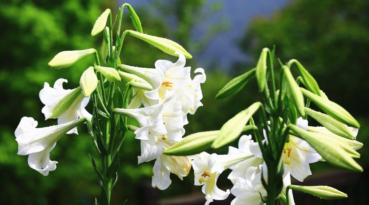 A close-up showcasing flowers and buds. The pristine white blooms stand out against the blurred greenery, exuding elegance. The tightly closed buds, attached to the stem, hold the promise of soon-to-bloom blossoms, adding anticipation to the serene scene.
