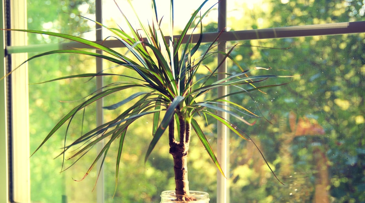 An elegant indoor dragon tree, characterized by its slender, arching leaves, stands gracefully beside a large window. Beyond the expansive window, a breathtaking view unfolds, revealing a verdant landscape filled with lush trees.