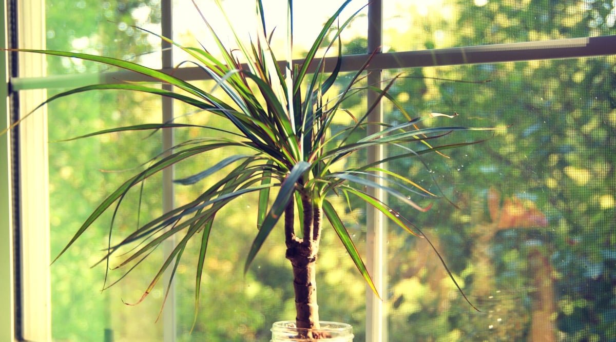 An elegant indoor dragon tree, characterized by its slender, arching leaves, stands gracefully beside a large window. Beyond the expansive window, a breathtaking view unfolds, revealing a verdant landscape filled with lush trees.
